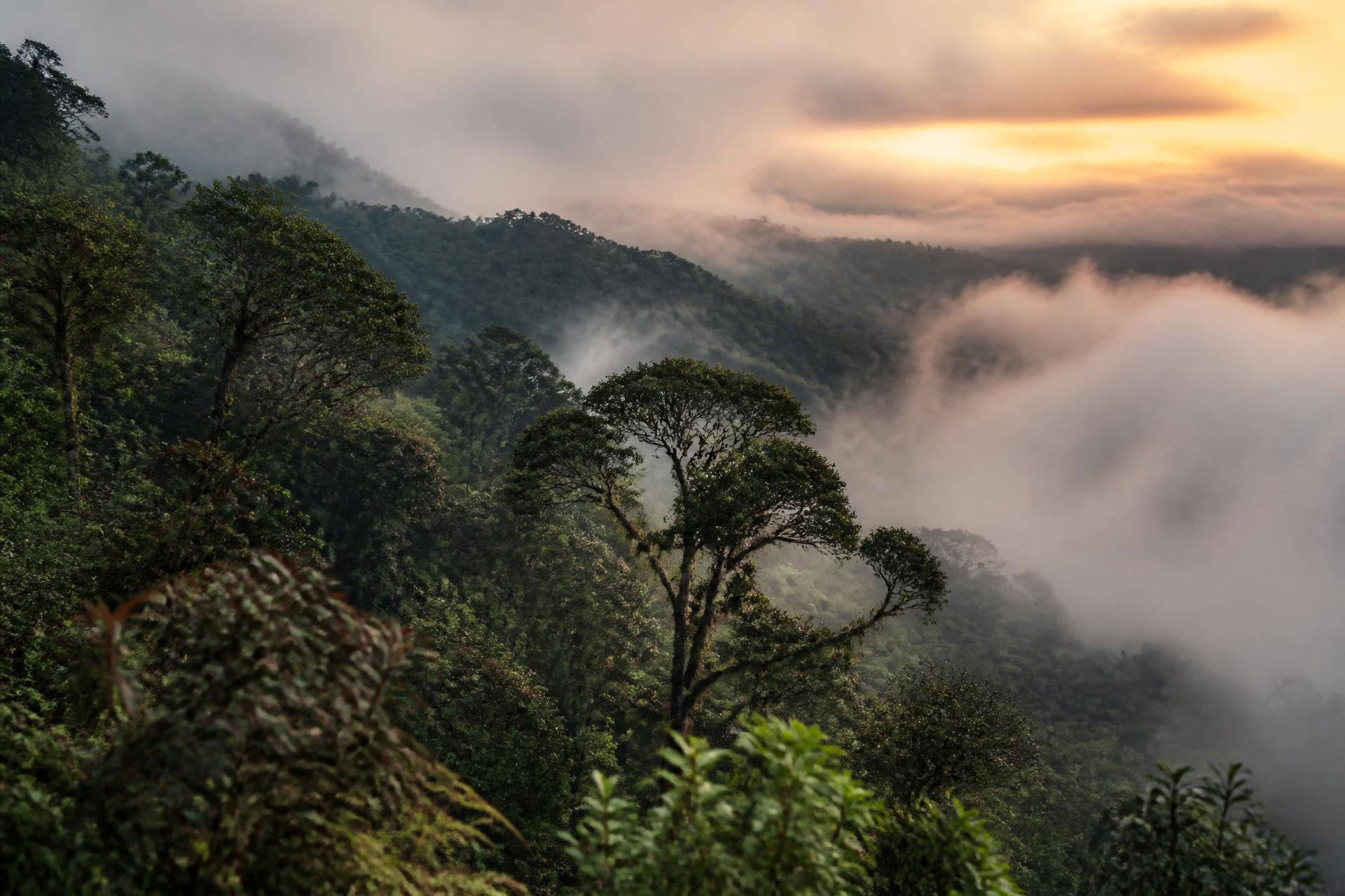 Bosque de niebla al amanecer cerca de Yerbabuena, Chía